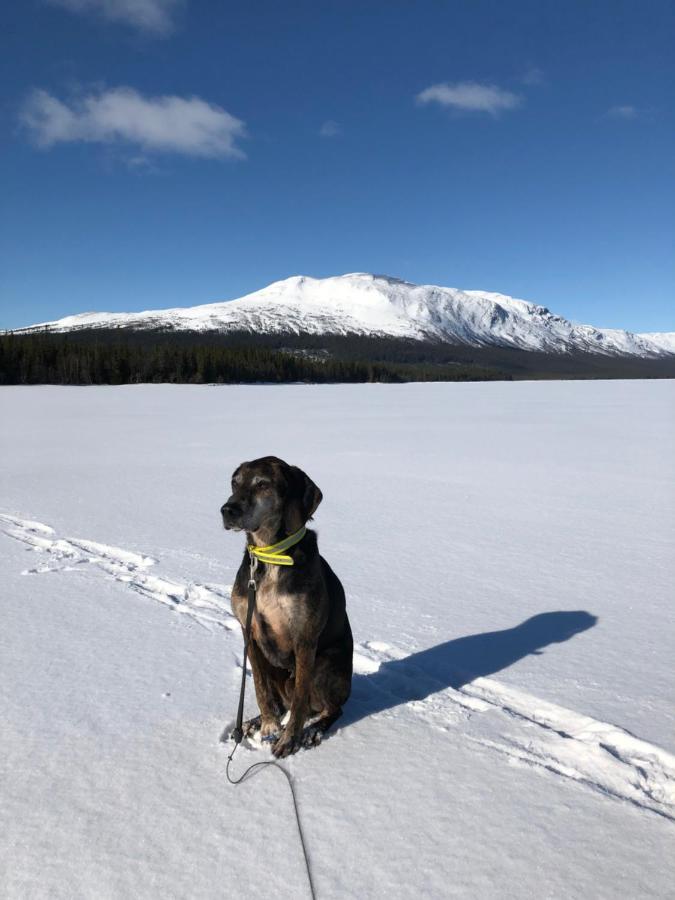 Valagardens Vaerdshus Och Camping Ab Vålådalen Zewnętrze zdjęcie